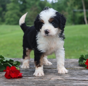 Daisy and Ronald’s Litter